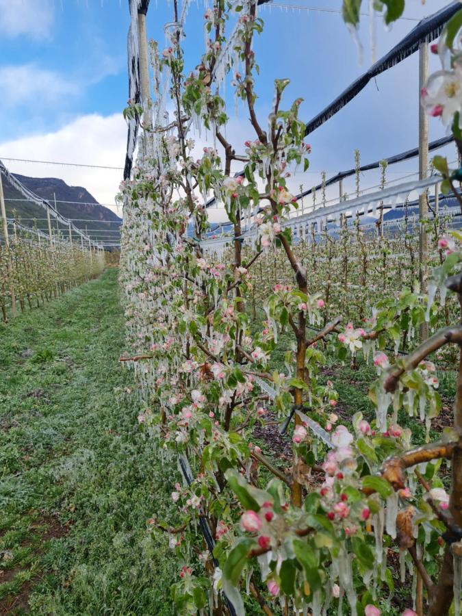 Versigglhof Appiano Sulla Strada Del Vino Exterior foto